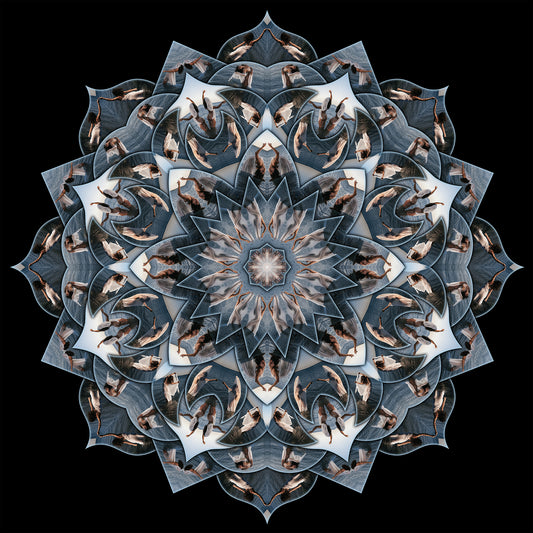 The Color Belu - Original