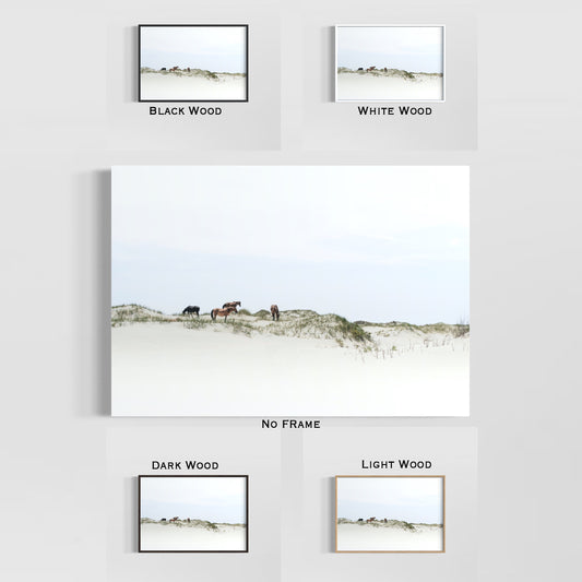 Framed Posters - Sand Dune Wild Mustangs of Corolla Beach, Outer Banks